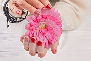 Bright pink gerbera in female hands.