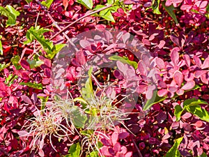 Bright pink and green shrubbery with white stringy flowers - closeup shot