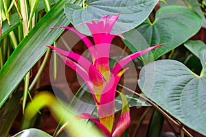 Bright pink Guzmania monostachia tropical flowers blossom with green leaves in spring in the garden. photo