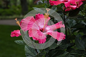 Bright pink Hibiscus flower with water drops