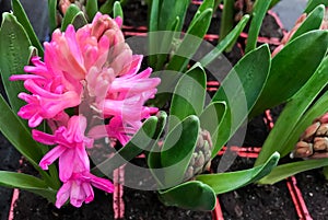 Bright pink hyacinth in a flower pot. Cultivation of bulbous plants in a flower shop