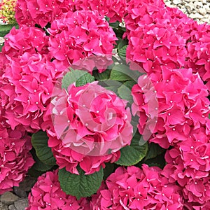 Bright pink hydrangea