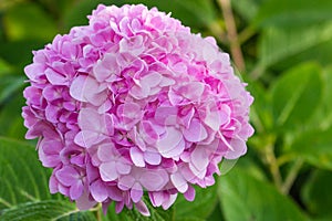 Bright pink hydrangea blossom.