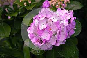 Bright pink hydrangea