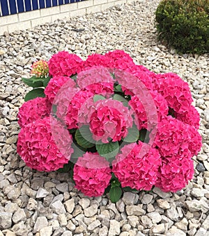 Bright pink hydrangea bush