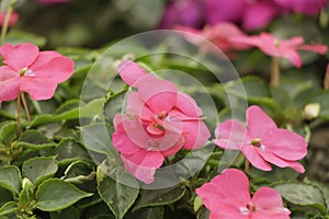 Bright pink impatiens hawkeri, the New Guinea impatiens, in bloom photo