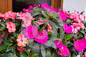 Bright pink impatiens hawkeri, the New Guinea impatiens, in bloom