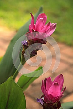 Bright pink Indian Surprise ginger flower Curcuma alismatifolia