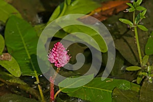 Bright pink japanese knotweed flower - Persicaria amphibia photo