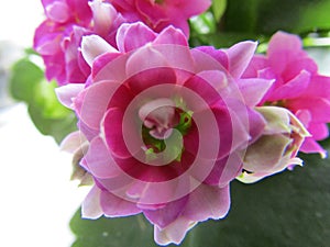 Bright pink Kalanchoe flower