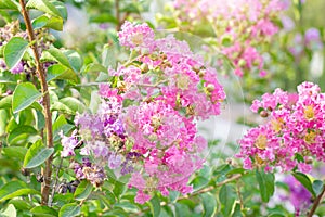 Bright pink Lagerstroemia Indica (Crape Myrtle) flowers with green leaves on branches in the garden in summer.