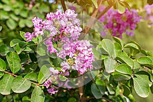 Bright pink Lagerstroemia Indica (Crape Myrtle) flowers with green leaves on branches in the garden in summer.