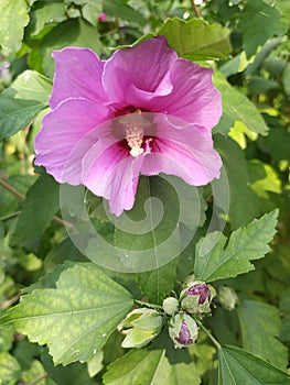 Bright pink large flower of purple hibiscus Hibiscus rose sinensis on green leaves natural background