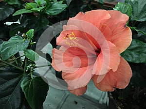 Bright pink large flower of purple hibiscus rose sinensis on green leaves natural background. Karkade tropical garden