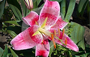 Bright pink Lily flower of Stargazer cultivar on green leaves background in the garden.