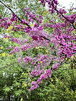 Flowering Eastern Redbud Tree