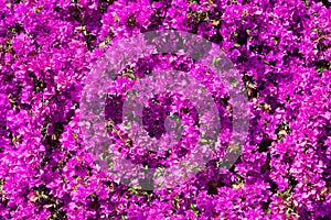 Bright pink magenta bougainvillea flowers as a floral background