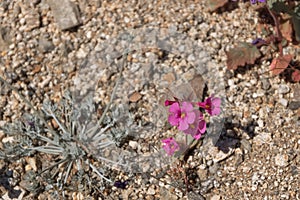 Bright pink magenta small monkeyflower desert wildflowers growing close to the ground, photo taken in springtime