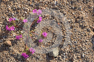 Bright pink magenta small monkeyflower desert wildflowers growing close to the ground, photo taken in springtime