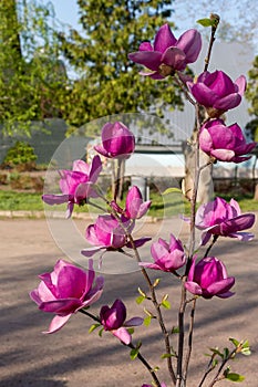 A bright pink magnolia blossoms in the park.