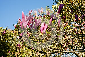 Bright pink magnolia Susan flowers and foliage