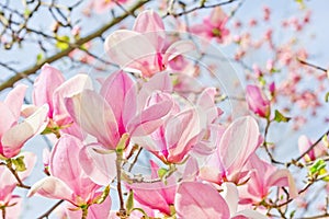 Bright pink magnolias