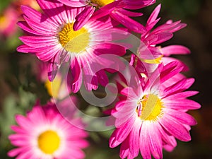 Bright Pink Mums flowers blooming in the garden