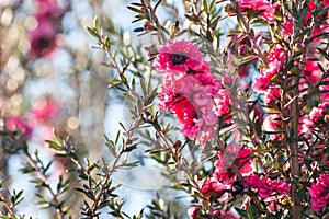 Bright pink New Zealand manuka tree flowers in bloom with blurred background and copy space