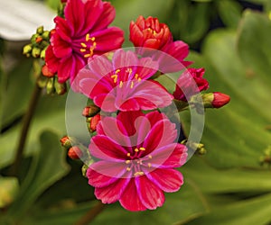 Bright Pink Orange Lewisia Flowers Blooming Macro