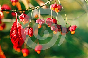 Bright pink-orange seeds of Euonymus verrucosa on a branch on a green background on a sunny day