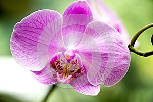 Bright pink orchid flower in the garden