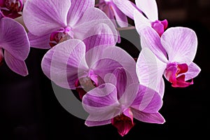 Bright pink orchids on a black background. Beautiful pink and white orchids isolated on a black background. Phalaenopsis. Colorful