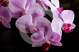 Bright pink orchids on a black background. Gorgeous pink and white orchids isolated on a black background. Phalaenopsis. Colorful