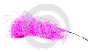 Bright pink ostrich's feather