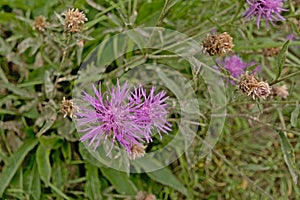 Bright pink and overblown knapweed flowers