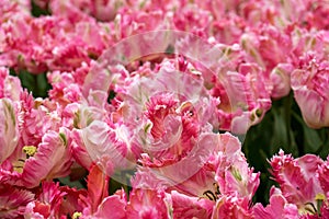 Bright pink parrot tulip flowers in park, garden