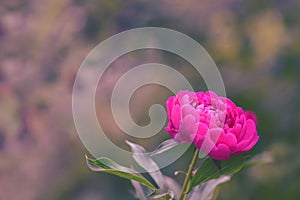 Bright pink peony outdoors. Peony flower on a beautiful background with place for text. photo