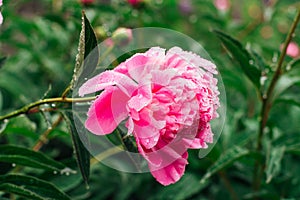 Bright pink peony with rain drops on the petals