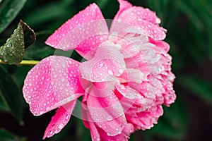 Bright pink peony with rain drops on the petals