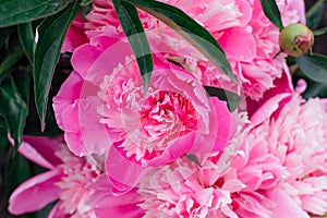Bright pink peony with rain drops on the petals.