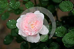 Bright pink petals of rose covered in dew and tucked into green leaves and grass of garden