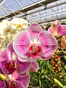 Bright Pink Phalaenopsis blossoms