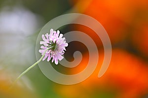 Bright pink pincushion flower in the sun in front of blurry orange colored pot marigold blossoms