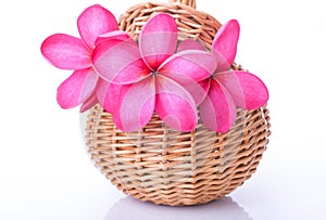 Bright pink plumeria in a rattan basket