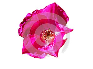 Bright pink purple beach rose flower with shiny leathery leaves closeup isolated on white background