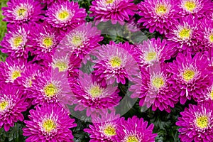 Bright pink purple chrysanthemum daisy aster flower, close-up background texture. Lots of pink flowers chrysanthemums