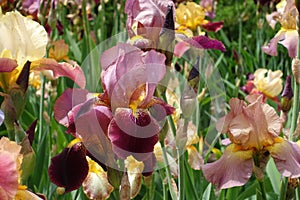Bright pink and purple flower of iris