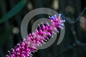 Bright pink and purple inflorescence of a matchstick bromeliad (aechmea gamosepala), which is endemic to southern Brazil