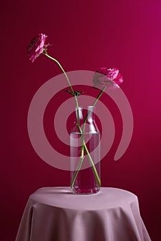 Bright pink ranunculus flowers in glass vase on a table