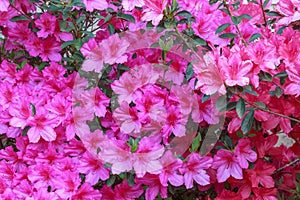 Bright Pink and Red Azalea Flowers